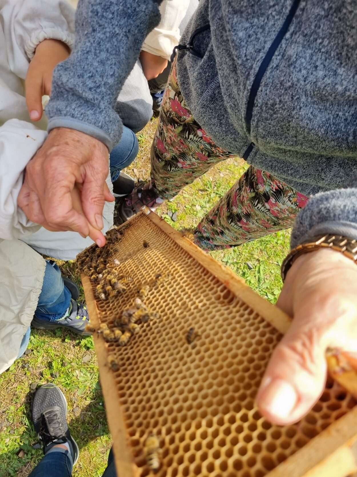 Kindergarten Pusteblume - Bienenprojekt